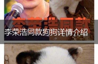李荣浩同款狗狗详情介绍
