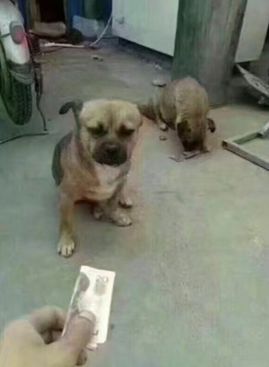 借我三十买刀再告诉我派大星在哪图片,第10张