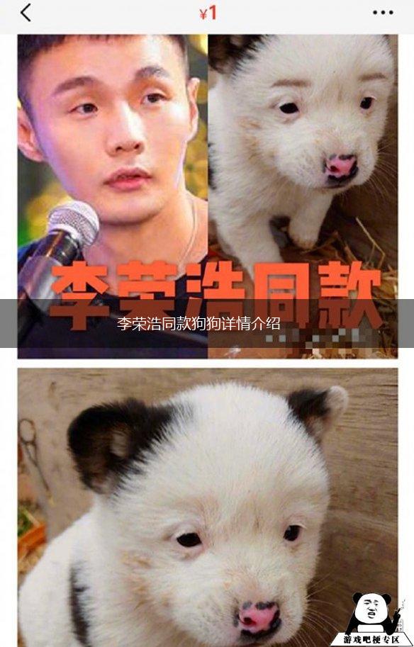李荣浩同款狗狗详情介绍,第1张