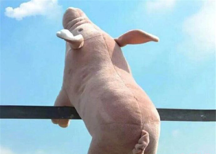 像极了爱情意思、出处、含义介绍,第2张